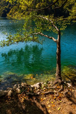 Güzellik doğası. Arka planda gölün sakin şeffaf suları. Güzel doğa gölü. Güneşli bir günde, berrak bir göl suyu yüzeyinden yansıyan manzara. Ormanda sakin bir gölet