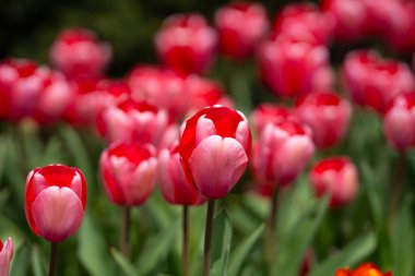Bir sürü kırmızı lale. Bahar çiçeklerini kapat. Bahçede açan inanılmaz kırmızı pembe laleler. Lale çiçeği bitkileri. Bahar çiçeği arka planı. Bahar çiçekleri kırmızı ve yeşil arkaplan