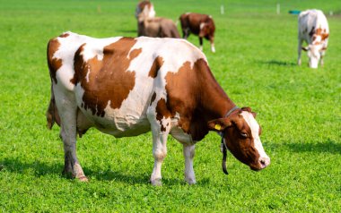 İnek. Çimenlikteki sığırlar