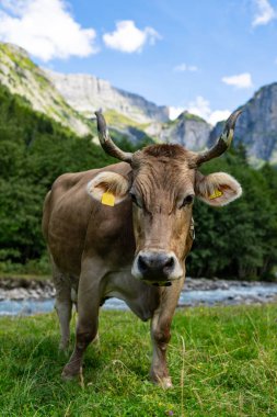 Süt inekleri. Meadow 'da inek. Çimenlikteki sığırlar. Çimenli otlaktaki inek. Kırsalda bir inek. İnekler yaz otlaklarında otlar. İneklerle dolu kırsal araziler. Otlaktaki inekler. Sığır ineği otluyor