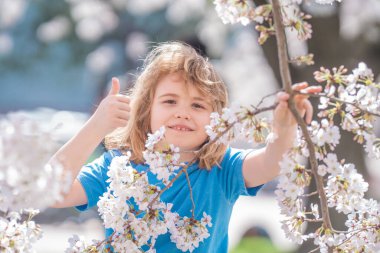 Kiraz ağacının altında oynayan bir çocuk. Bahar bahçesinde bir çocuk. Çocuk bahar günü çiçek açan kiraz bahçesinde oynuyor. Bahar çiçekleri arasında mutlu bir çocuk. Bahar parkında çiçek açan ağacın yanında bir çocuk.