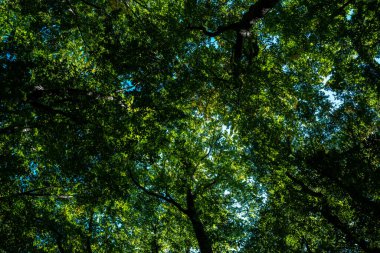 Yeşil orman ve doğa. Fotokopi alanı ile bulanık yeşillik arkaplanda doğa yeşil yaprağı. Doğal yeşil bitkiler, ekoloji duvar kağıdı konsepti. Yeşil doku arka planı. Ağaç bokeh