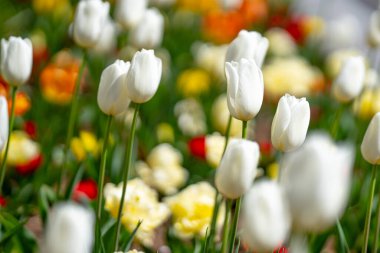 Tulips flowers in a spring field. White tulips with beautiful bouquet background. Spring flower. Tulip field in spring. Spring blossom flowers in garden clipart