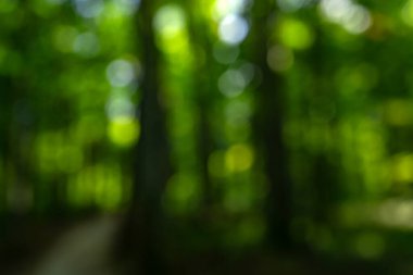 Ağaç ormanının bulanık yeşil yaprakları. Seçici odaklanma. Yaz tasarımı için taze yeşil arka plan. Yeşil bokeh doğa geçmişi. Yeşil bokeh. Arkaplan için bulanık doğa bokeh