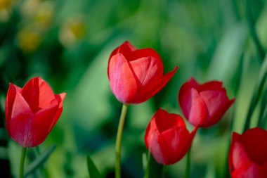 İlkbahar günü lale tarlasında lale çiçeği. Parkta canlı laleler. Bahar manzarası. Baharda renkli lale bahçesi. Lale. Güzel bir buket lale. Bahar doğası
