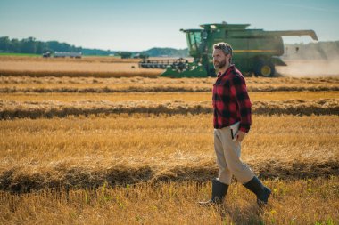 Hasat zamanı. Tarlada çalışan çiftçi. Kırsalda çiftçilik. Hasat tarlaları olan çiftlik arazisi. Olgun arpa toplayan çiftçi. Çiftçi hasatı kontrol ediyor. Çiftçi hasatı inceliyor.