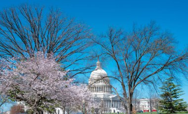 Washington DC 'de bahar, ABD Kongre Binası. Yargıtay, Washington anıtı. ABD Kongresi. Capitol, ABD 'nin sembolüdür. Washington 'da bahar.
