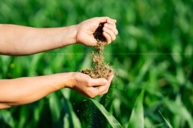 Toprak çiftçilerin elinde. Toprak ekime hazır. Çiftçi toprağı tutar. Çiftçi çiftlikte toprağı kontrol ediyor. Ekim mevsimi. Humus verimli toprak ekime hazır. Kirli iş