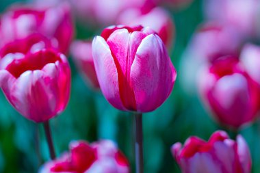 İlkbahar günü lale tarlasında lale çiçeği. Parkta canlı laleler. Bahar manzarası. Baharda renkli lale bahçesi. Lale. Güzel bir buket lale. Bahar doğası