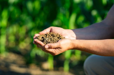 Çiftçi Toprakları 'nın eli. Tohum ekmeden önce toprak testi. Çiftçilik için sağlıklı toprak. Tarım arazilerini ekime hazırlıyorum. Ellerin toprak içinde. Çiftçi zemin bileşimini tutuyor. Zemin tarım arazisi