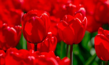 Red Tulips. Amazing bright Crimson Scarlet tulip flowers blooming in the garden at sunny spring day. Red Maroon, Ruby tulips in the park. Spring landscape. Field of tulips. Spring flowers clipart