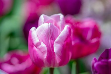 Pembe bahar çiçeği laleleri. Paskalya ya da Sevgililer Günü için bahar arkaplanı. Baharda arka planda bulanık bir buket lale. Çiçek açan lalelerin parlak mor rengi. Violet Bahar Çiçeği