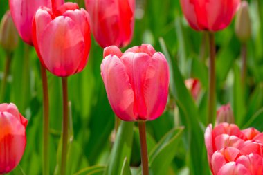 Tulips flowers in a spring field. Red tulips with beautiful bouquet background. Tulip flower. Tulip field in spring. Spring blossom flowers in garden clipart