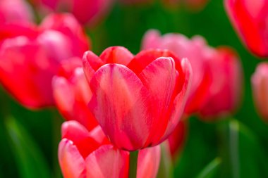 Bahar bahçesinde yakın plan laleler. Bahar parkında çiçek açan güzel çiçekler. Odak yüzeysel alan derinliğini seç. Bahar arka planı. Tulipa. Nisan 'da laleli çiçek bahçesi