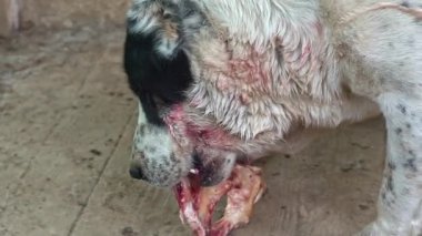 Cadılar Bayramı köpeği. Dev agresif köpek kemik çiğniyor. Kangal büyük, tehlikeli köpek maması. Koruyucu hayvan. Kanlı köpek ağzı portresine yaklaş. Kızgın köpek et yiyor.