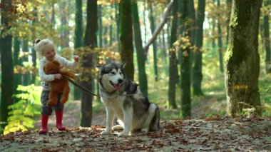 Sonbahar ormanında köpekli küçük bir kız. Çocuk ve köpek açık havada çekilmiş. Küçük kız sonbahar parkında köpeğe sarılıyor. Çocuk bir köpeğe sarılıyor. Evcil hayvanlar ve çocukluk. Hayvan bakımı. Çocuk iri bir köpekle oynuyor.
