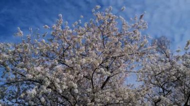 Baharda armut ağacından beyaz çiçek açar. Beyaz çiçek ağaçları, doğanın ilkbaharı. Beyaz çiçekli, soyut bahar mevsimlik arka plan. Kopya alanı olan Paskalya arkaplanı