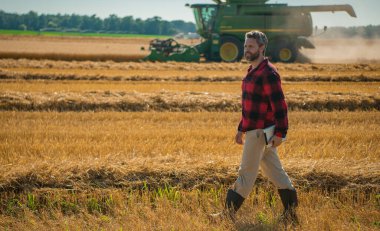 Hasat zamanı. Tarlada çalışan bir adam. Kırsalda çiftçilik. Tarlada çiftçilerle birlikte çiftlik arazisi. Çiftçi adam olgun arpa topluyor. Adam hasadı kontrol ediyor. Çiftçi hasatı inceliyor.