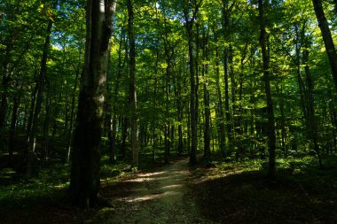 Yeşil yapraklı arka plan. Bulanık orman. Yeşillik arka planı. Bokeh yaz geçmişi. Yeşil doğa geçmişi. Ormanda yeşil yaprak. Arkaplanda bulanık yeşil yapraklar bırakır.