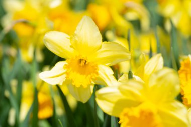 Baharda Narcissus çiçeği. Bahar narsisleri çiçek açar. Bahçedeki Narcissus çiçekleri. Çiçek açan bir narsistin yakın çekimi. Çiçeklerin bahar arkaplanı. Sarı doğa arkaplanı