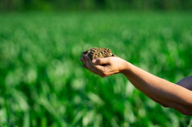 Çiftçi toprak topluyor. Agronomist çiftlikteki toprağı ve bitki sağlığını kontrol ediyor. Toprak çiftçilerin elinde. Toprak ekime hazır. Ekim mevsimi. Humus verimli toprak ekime hazır. Grunge kirlenmesi