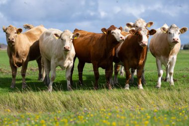 Yazın yeşil çimlerde inekler. İsviçre Alplerinde yeşil çayırlarda otlayan bir inek sürüsü. Çiftçilik ve çiftlik hayvanları. Otlayan inek. Yaz yeşili tarlasında Hereford ineği. İnek sürüsü. Çiftlik arazilerinde inekler. Süt çiftliği