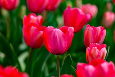 Bahar zamanı kırmızı güzel lale tarlası. Lale çiçeği arkaplanını kapat. Renkli laleler güneşli yaz ve bahar günlerinde bahçede çiçek açıyor. Seçici yumuşak odak