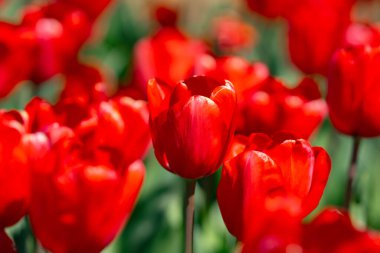 Bir sürü kırmızı lale. Bahar çiçeklerini kapat. Bahçede açan inanılmaz kırmızı pembe laleler. Lale çiçeği bitkileri. Bahar çiçeği arka planı. Bahar çiçekleri kırmızı ve yeşil arkaplan