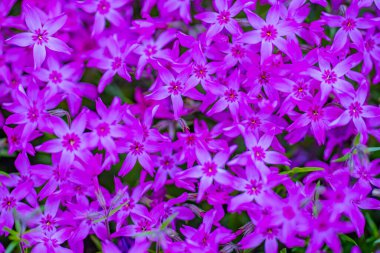 Pembe ve mor çiçekli arka plan. Çiçek arkaplanı. Çiçeklerin doğal arka planı. Bahar çiçekleri afişi. Bahar çiçeği şablonu. Bahar tasarımı için çiçek dokusu. Çiçek duvar kağıdı