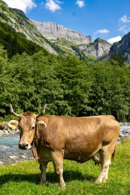 Boynuzlu inek. Otlaktaki inekler. Çiftlik arazisinde otlayan sığır ineği. Çimenli bir çayırda otlayan inekler. Ot Tarlasında İnekler Sürüsü. Yeşil Tarlada Olgun İnek. Doğal Çayırda Otlayan İnekler
