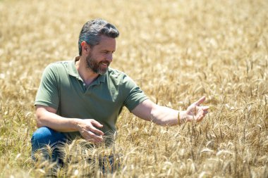 Buğday çiftliği. Tarlada çalışan bir adam. Kırsalda çiftçilik. Tarlada çiftçilerle birlikte çiftlik arazisi. Çiftçi adam olgun arpa topluyor. Adam hasadı kontrol ediyor. Çiftçi hasatı inceliyor
