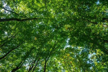 Soyut yeşil doğa arka planı, seçici odaklanma. Yeşil yapraklı arka plan. Yeşillik arka plan. Orman geçmişi. Yeşil doğa geçmişi. Ormanda yeşil yaprak. Arkaplan yaprakları