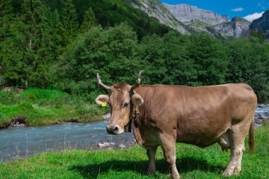 Süt inekleri. Meadow 'da inek. Çimenlikteki sığırlar. Çimenli otlaktaki inek. Kırsalda bir inek. İnekler yaz otlaklarında otlar. İneklerle dolu kırsal araziler. Otlaktaki inekler. Sığır ineği otluyor