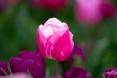 Güzel pembe laleler. Mor lale çiçeği arka planı. Bahar ya da yaz aylarında güneş ışığı altında güzel mor laleler. İnanılmaz bahar doğası. Bahçedeki laleler