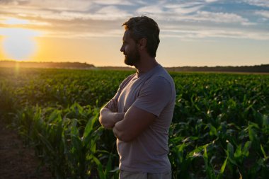 Çiftçiyle hasat sahnesi. Mısır tarlasında duran bir çiftçi. Çiftlikte mısır toplayan bir çiftçi. Hasat mevsiminde bir çiftçi. Kırsal kesimde geleneksel tarım. Çiftlikteki mısır tarlasında bir adam