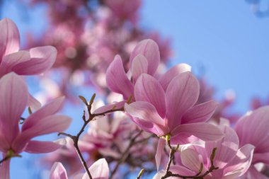 İlkbahar. Mavi gökyüzü arka planında pembe manolya çiçeği. Çiçekli manolya çiçeği