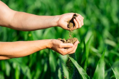 Toprak çiftçilerin elinde. Toprak ekime hazır. Çiftçi toprak topluyor. Agronomist çiftlikte toprağı kontrol ediyor. Ekim mevsimi. Humus verimli toprak ekime hazır. Kirli iş