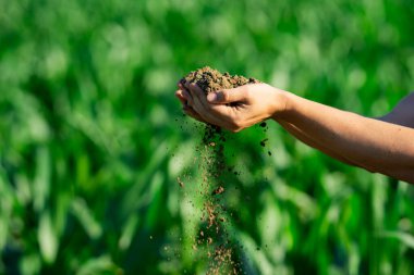 Toprak çiftçilerin elinde. Toprak ekime hazır. Çiftçi toprak topluyor. Agronomist çiftlikte toprağı kontrol ediyor. Ekim mevsimi. Humus verimli toprak ekime hazır. Kirli iş