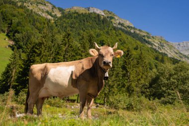 Otlakta boynuzları olan inek. Çiftlik arazisinde otlayan sığır ineği. Çimenli bir çayırda otlayan inekler. Ot Tarlasında İnekler Sürüsü. Yeşil Tarlada Olgun İnek. Doğal Çayırda Otlayan İnekler