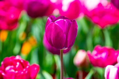 Bahar bahçesi. Bahar doğasında güzel lale çiçekleri. Yakından sarmalanmış pembe lalelerin yakın çekimi. Lale tarlası. Bahar lalesi. Bahar bahçesinde kırmızı lale çiçekleri