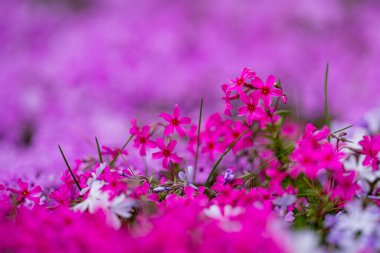 Pembe çiçekler. Çiçek arkaplanı. Çiçeklerin doğal arka planı. Bahar çiçekleri afişi. Bahar çiçeği şablonu. Bahar tasarımı için çiçek dokusu. Çiçek duvar kağıdı