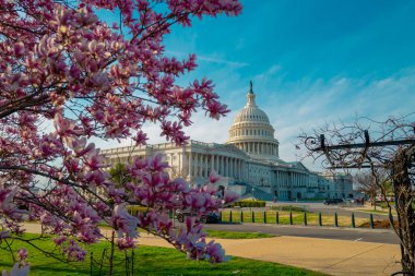 Başkent binası çiçek ağacında. Spring Capitol Hill, Washington DC 'de. İlkbaharda Capitols kubbesi. Baharda Birleşik Devletler Kongre Binası 'nda. İlkbahar kiraz çiçeği mevsimi boyunca kongre