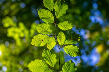 Yeşil yaz arkaplanı. Bulanık soyut yaz geçmişi. Doğal yeşil yapraklar yeşillik çevre ekolojisi arka planını kapak sayfası olarak kullanır. El ilanları için yeşil bulanıklık, poster, kapak, afiş