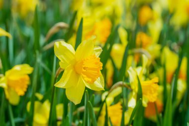 Narcissus çiçeği çiçek açtı. Bahar çiçekleri. Narcissus çiçekleri. Bahçedeki Narcissus çiçekleri. Çiçek açan bir narsistin yakın çekimi. Çiçekler bahar arkaplanı