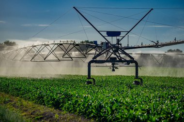 Sulama sistemi geniş yonca tarlasını suluyor. Sebze çiftliğinde otomatik sulama sistemi sulanıyor. Çiftlik çimlerini sulamak için fıskiye sistemi. Tarım sulama