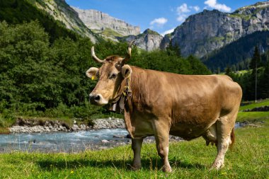 Boynuzlu inek. Sığırlar, hayvanlar. Meadow 'da inek. İnekler ve buzağılar otluyor. Otlayan inekler. İnekler tarlada. Yeşil otlaktaki inek sürüsü. Kırsal alan ve inekler için otlak. Kırsalda sığır sürüsü