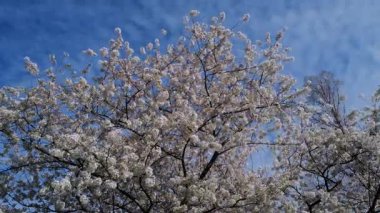 Bahar doğası çiçek açar. Beyaz çiçekli çiçek dalı. Bahar çiçekleri. Beyaz çiçekler meyve ağacı. Çiçek açan kiraz ağaçları. Bahar bahçesinde çiçek açan elma ağacı