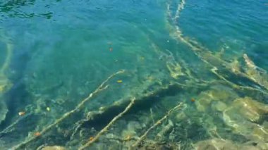 Şelaleli huzurlu bir yaz manzarası. Doğada kristal berraklığında çevre dostu bir göl. Yaz doğası. Hırvatistan 'da dağlarla çevrili sakin bir göl. Plitvice Gölleri 'nin huzurlu yaz manzarası