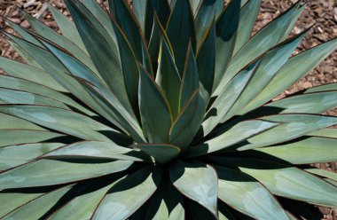 Agave kaktüsü. Kaktüs çölde, gökyüzü tepesinde, kaktüs ya da kaktaceae deseninde.
