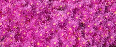 Bahçede pembe asterler, pembe papatya deseni. Violet papatya çayı geçmişi. Pembe ve mor yosun çiçekleri. Üst görünüm